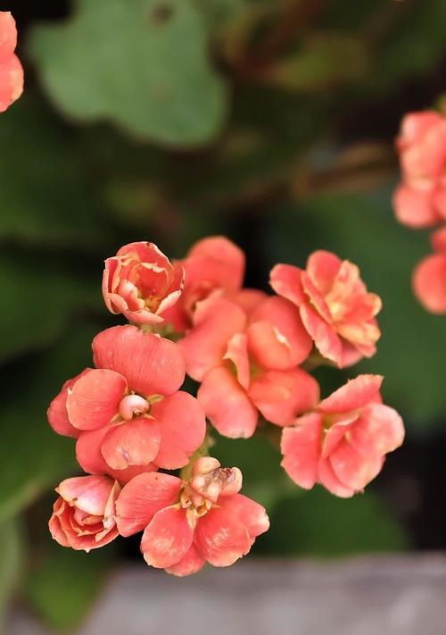 桃花象征长寿之花的花语是什么？如何用桃花表达祝福？