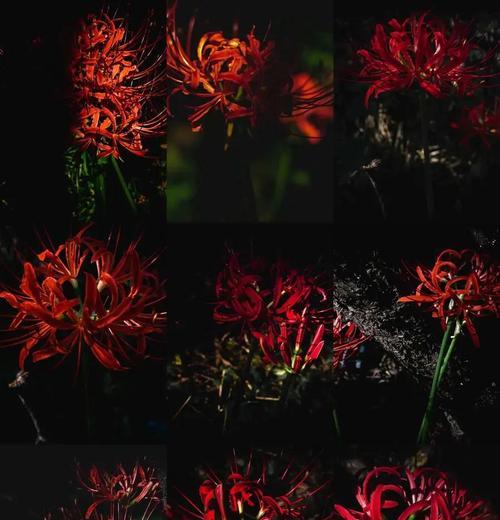 寓意死亡的爱情的花是什么花？这种花的象征意义有哪些？