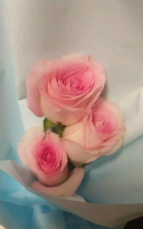 粉色玫瑰花束代表什么含义？几朵粉色玫瑰花的花语是什么？