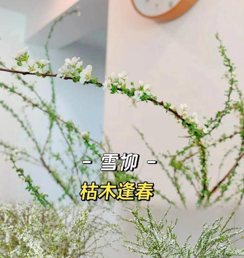 什么花象征着枯木？枯木的花语是什么？