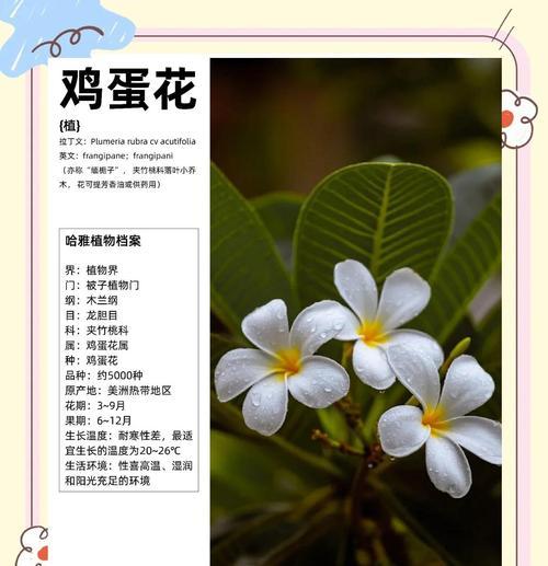 象征圣洁无私的花朵是什么花？揭秘花语背后的含义？