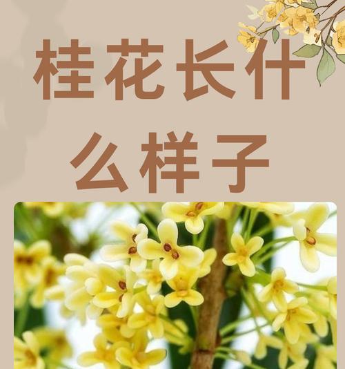 什么挂花的花语最好？如何选择寓意吉祥的挂花？
