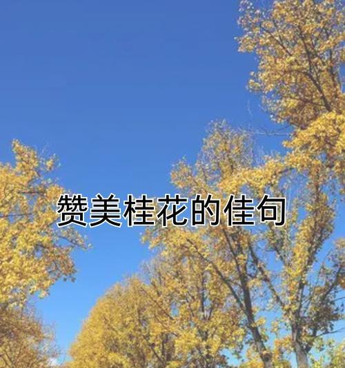 什么挂花的花语最好？如何选择寓意吉祥的挂花？