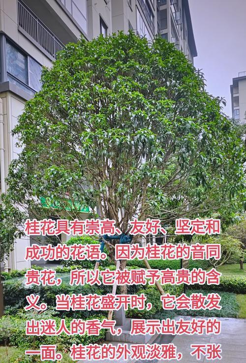 什么挂花的花语最好？如何选择寓意吉祥的挂花？