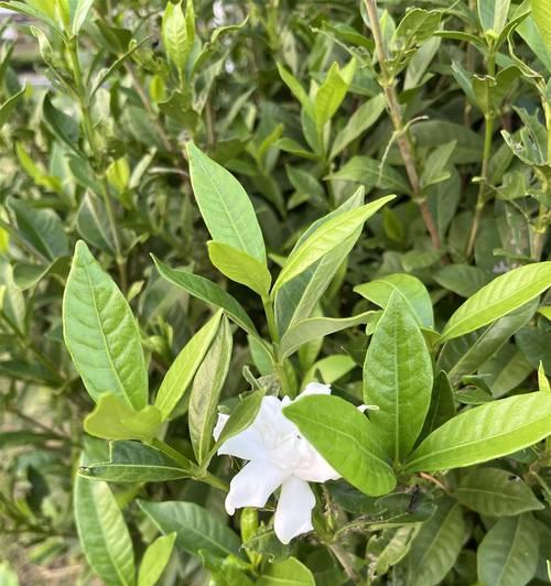 栀子花伞代表什么？揭秘其深层含义和象征意义？
