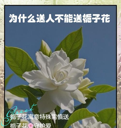 栀子花伞代表什么？揭秘其深层含义和象征意义？