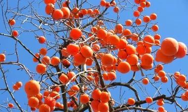 花和柿子的寓意象征是什么？它们在文化中代表什么意义？