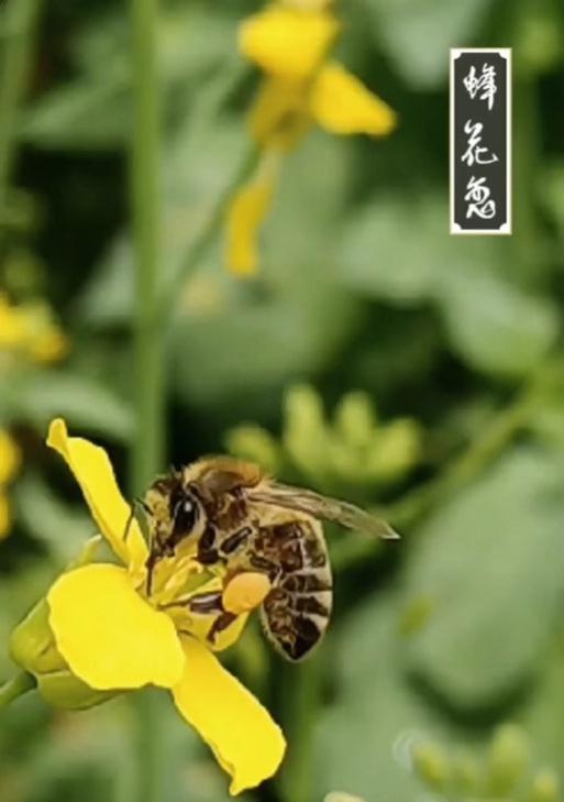 蜂花的命名特点和寓意是什么？如何理解其文化内涵？