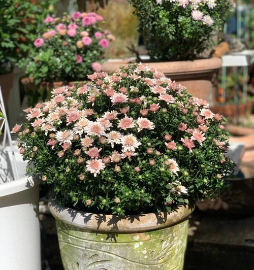 球菊花语是什么？如何正确理解球菊的象征意义？