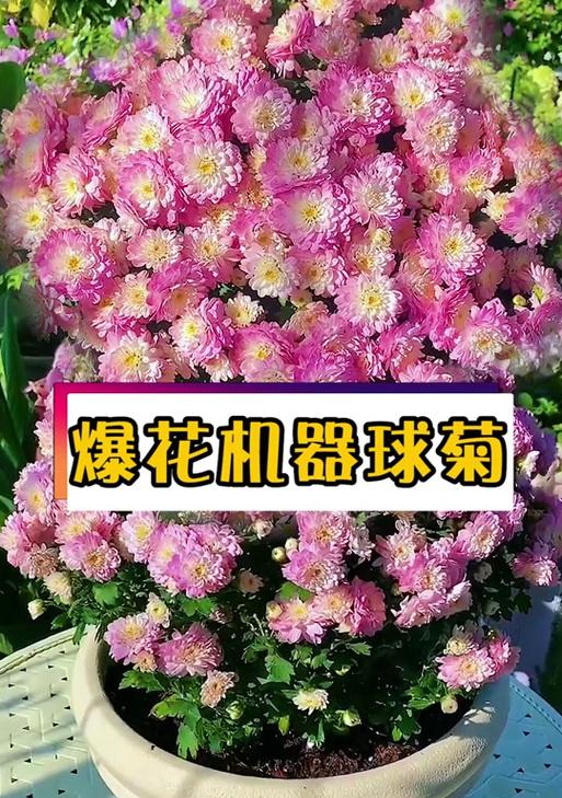 球菊花语是什么？如何正确理解球菊的象征意义？