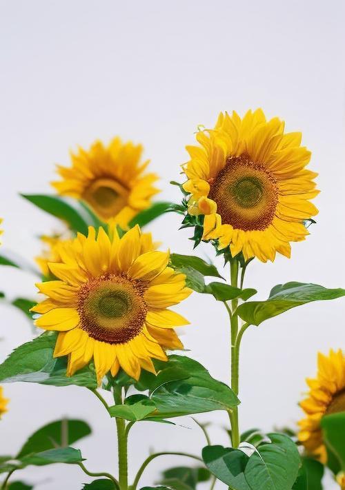 象征着光明幸福的花是什么花？这种花的花语有哪些含义？