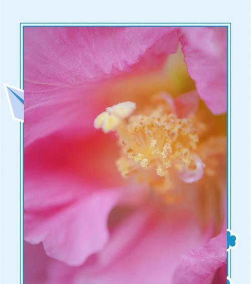 毕业季送什么花最有意义？寓意毕业的花有哪些？