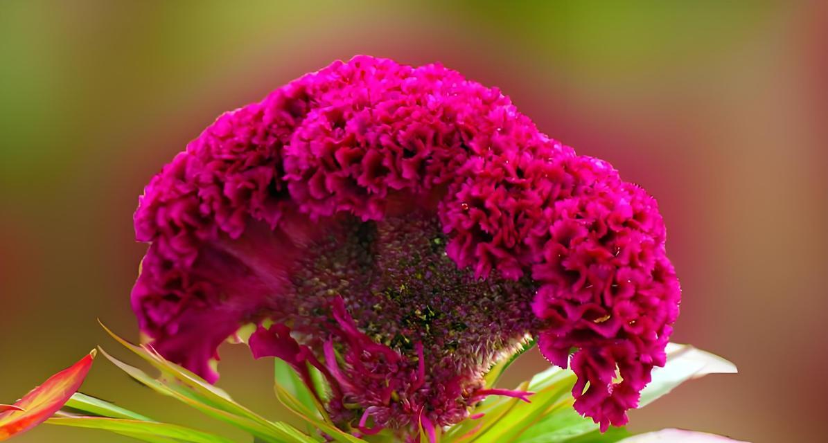 预知的花语是什么？如何解读预知花的含义？