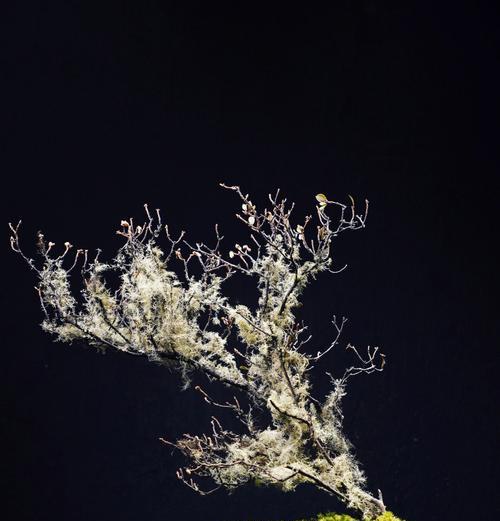 以春为主题的桌花寓意着什么？如何挑选寓意吉祥的春季花卉布置？