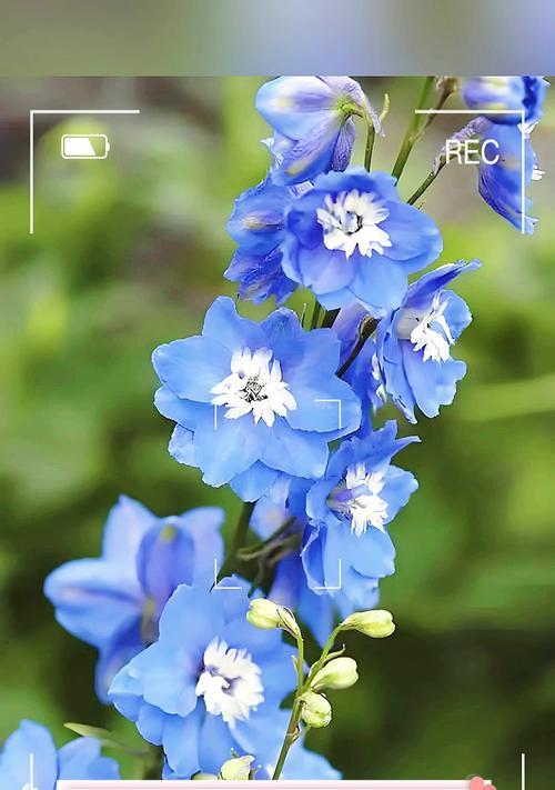 思念的花语是什么花？哪种花代表着深深的思念之情？