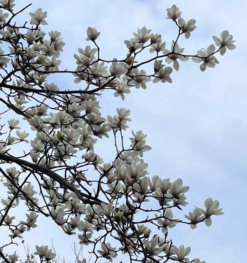 什么花的花语代表抠门？揭秘抠门花语的含义是什么？