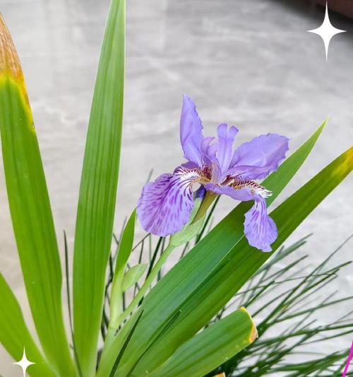 外公的爱情象征什么花？揭秘花卉与情感的联系？
