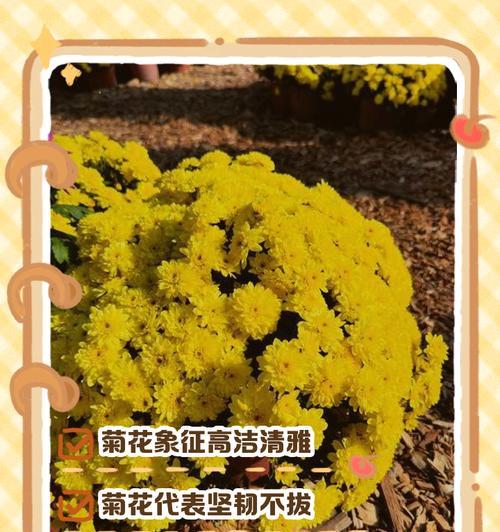 紫菊花花语代表什么？紫菊花的含义有哪些？