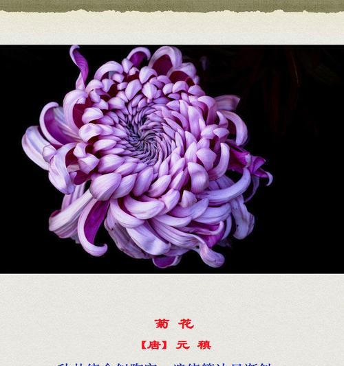 紫菊花花语代表什么？紫菊花的含义有哪些？