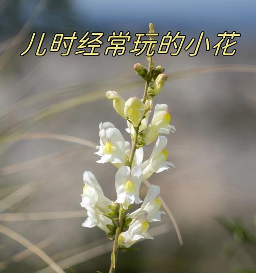 小狗花代表什么含义？小狗花的花语有哪些常见问题？