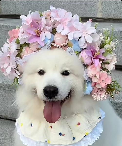 小狗花代表什么含义？小狗花的花语有哪些常见问题？