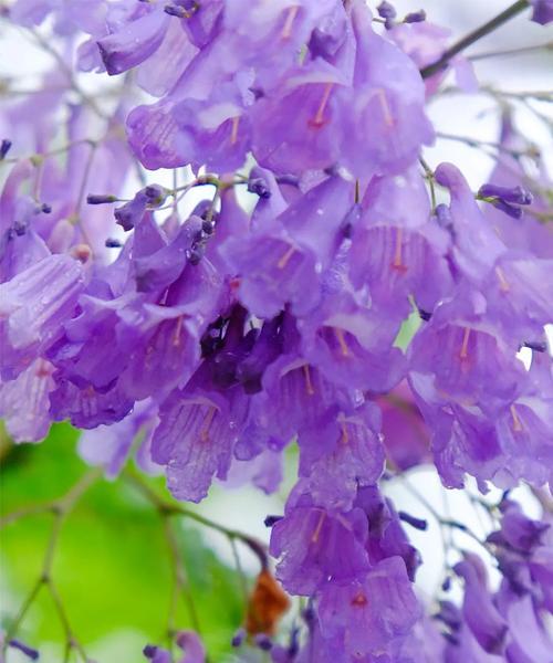 蓝色的花象征着什么？蓝色花卉的代表意义有哪些？