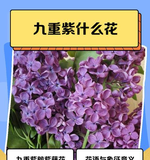道歉的花语是什么花？哪种花最适合表达歉意？
