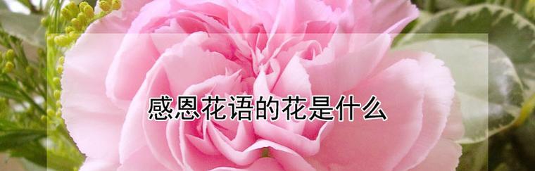 道歉的花语是什么花？哪种花最适合表达歉意？