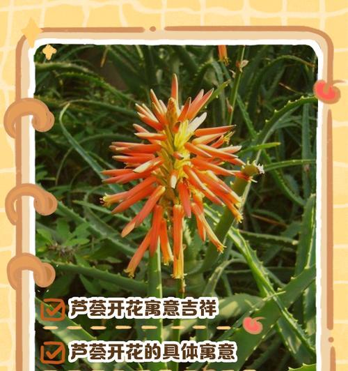 芦荟花语是什么？了解芦荟的象征意义和用途有哪些？