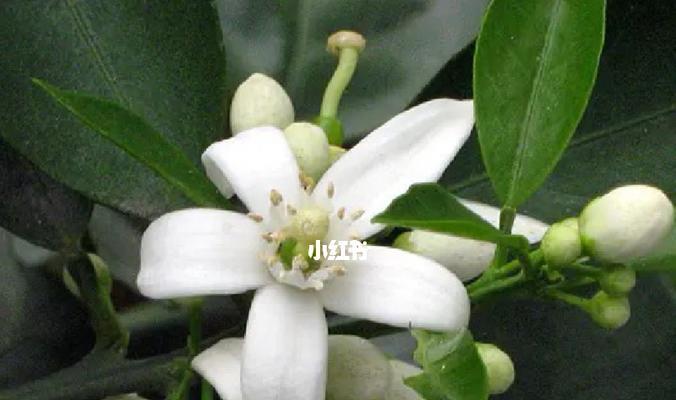 苦橙花的寓意和象征是什么？了解其背后的文化意义？