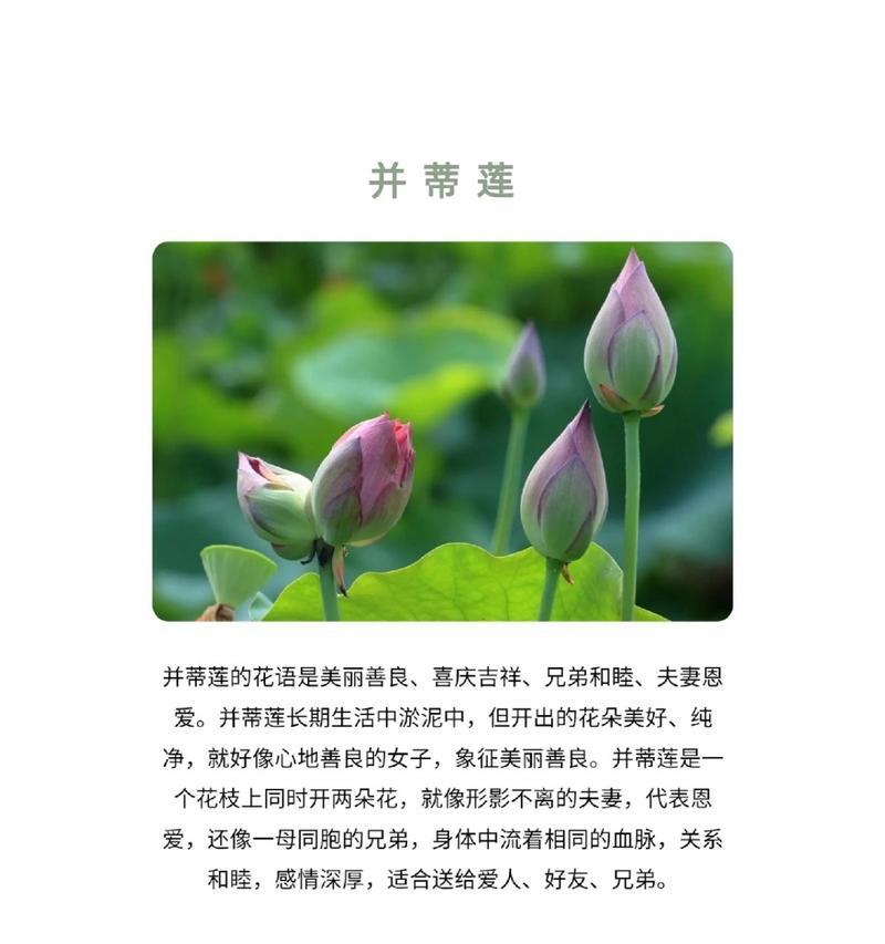 并蹄莲的花语是什么？如何用并蹄莲表达爱意？
