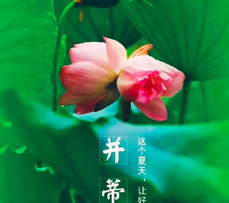 并蹄莲的花语是什么？如何用并蹄莲表达爱意？
