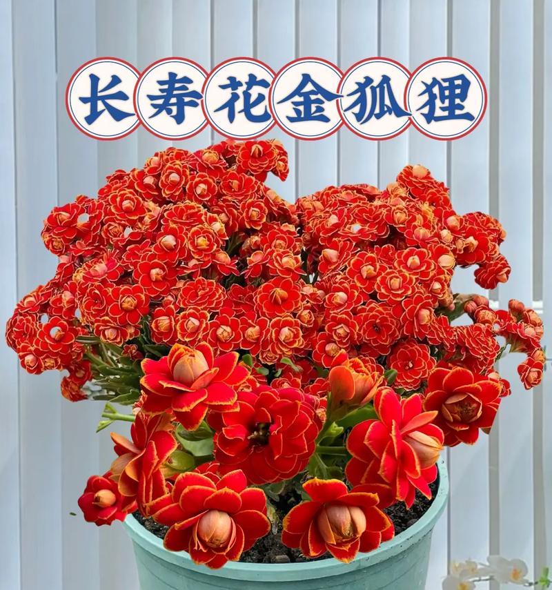 6点开的花寓意何在？为何这个时间开花？