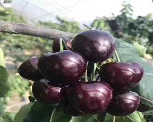 樱桃苗子花语是什么？种植樱桃苗子有哪些注意事项？