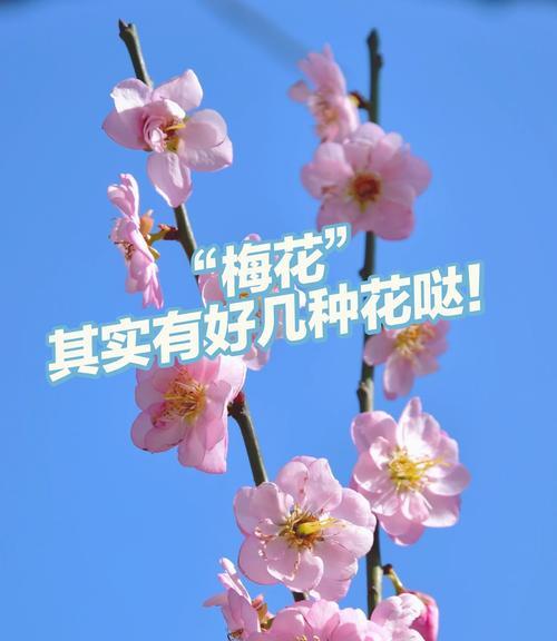 梅花的花语是什么？梅花象征着什么含义？