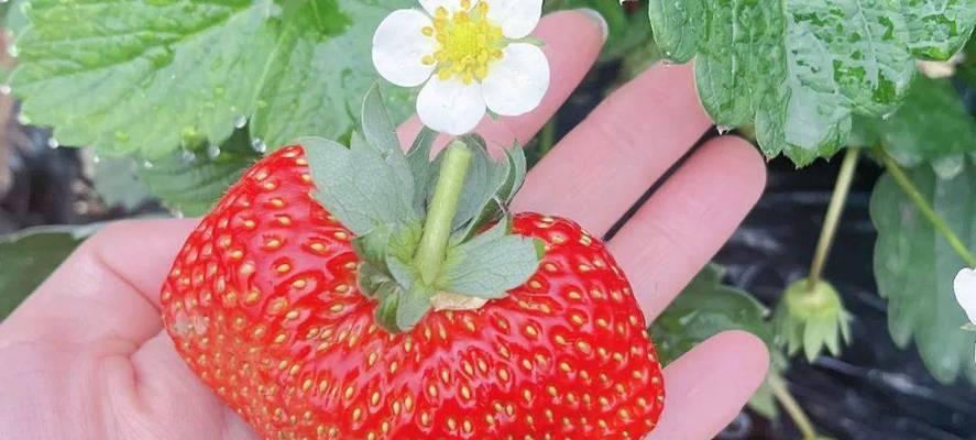 草莓花语代表什么？草莓的花语有哪些含义？