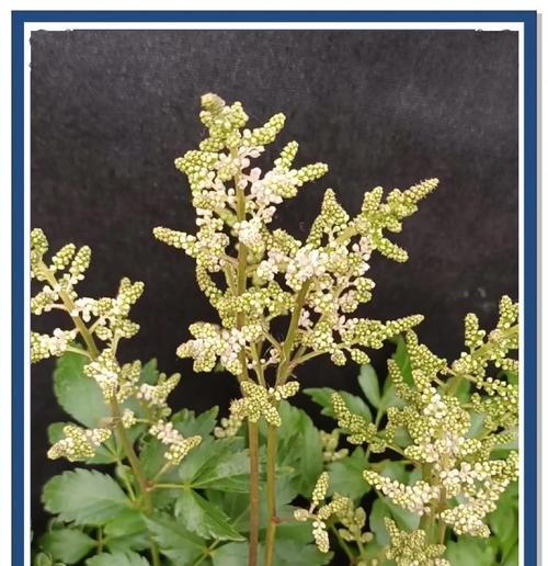 纯洁又不象征爱情的花是什么花？揭秘花语背后的真相？