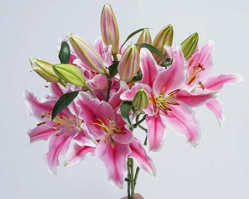 泰佛供奉百合花的寓意是什么？百合花在佛教中的象征意义有哪些？