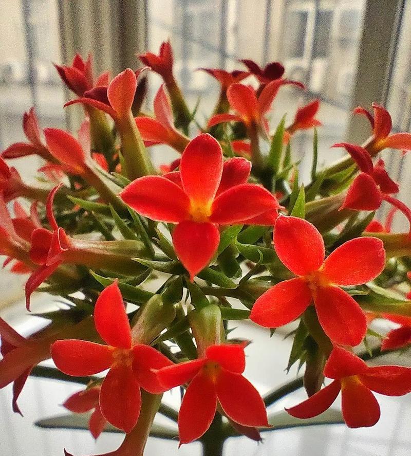 什么花的雨寓意好？雨中花卉的象征意义是什么？