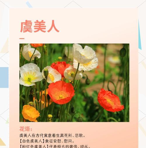 黄色虞美人花语代表什么？了解其独特含义和象征意义
