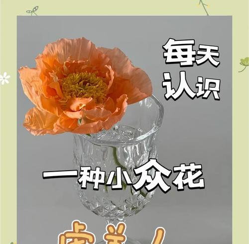 黄色虞美人花语代表什么？了解其独特含义和象征意义