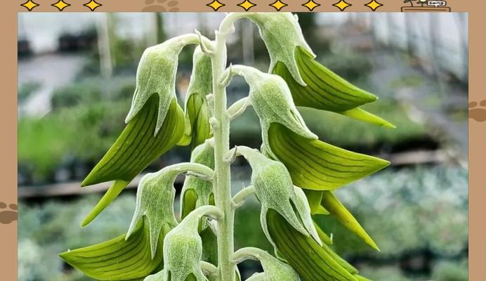 象征自由与自爱的花是什么？这种花的花语有何含义？