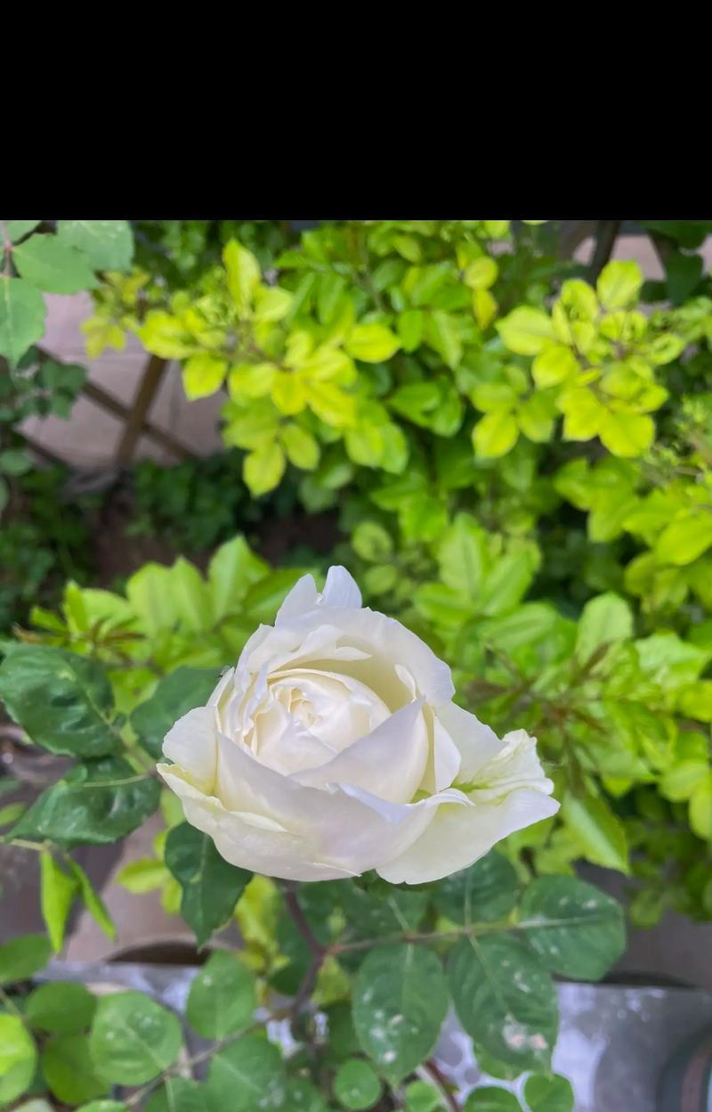 象征自由与自爱的花是什么？这种花的花语有何含义？