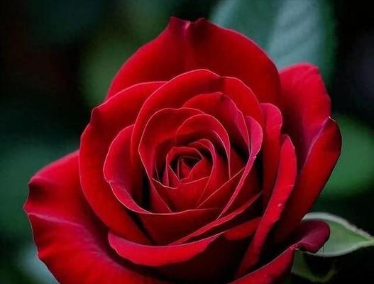 象征自由与自爱的花是什么？这种花的花语有何含义？