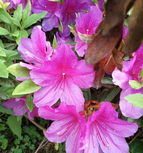 象征暴力的花有哪些？它们的花语是什么？