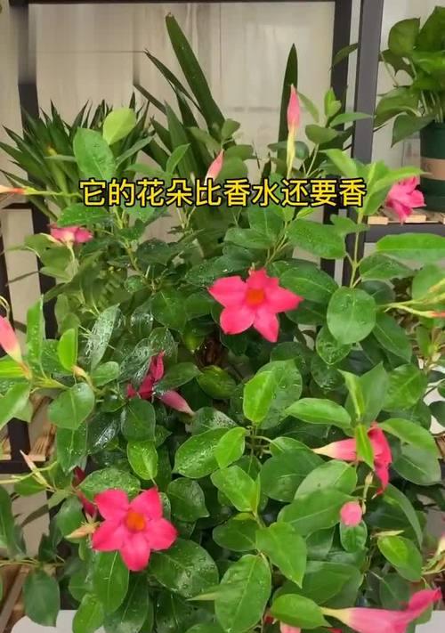 蚕花的寓意和象征意义是什么？如何在文化中体现？