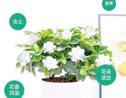 栀子花的不吉利寓意是什么？如何避免这些象征意义？