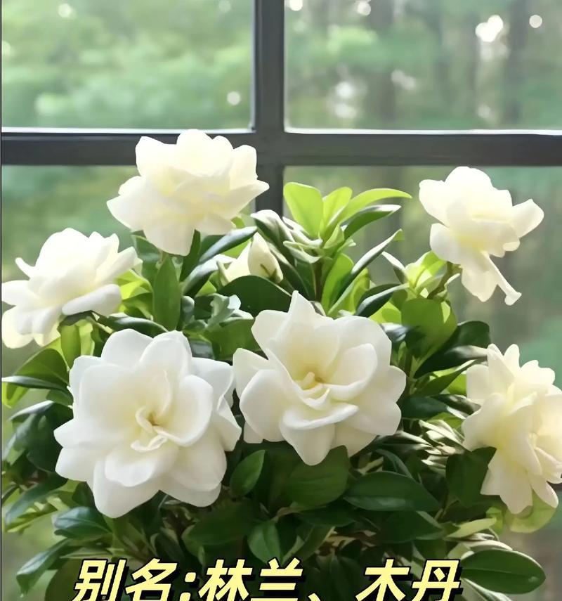 栀子花的不吉利寓意是什么？如何避免这些象征意义？