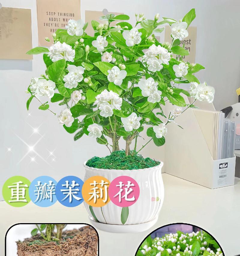 象征纯白爱情的花朵是什么花？如何挑选表达纯爱的花卉？