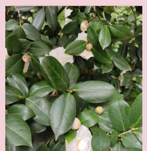 象征纯白爱情的花朵是什么花？如何挑选表达纯爱的花卉？